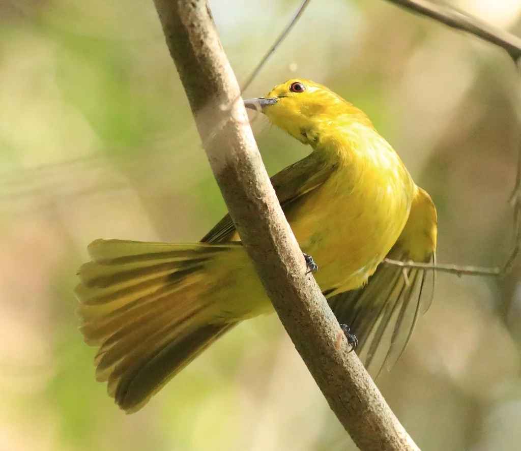 黄眉鹎(Acritillas indica)