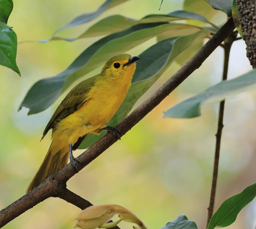 黄眉鹎(Acritillas indica)