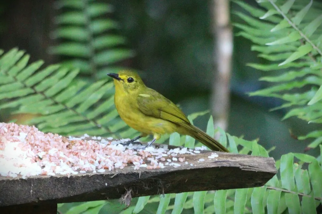 黄眉鹎(Acritillas indica)