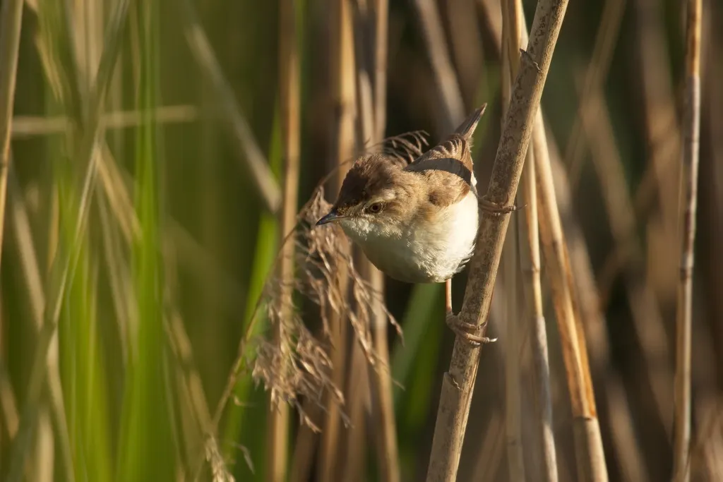 稻田苇莺(Acrocephalus agricola)