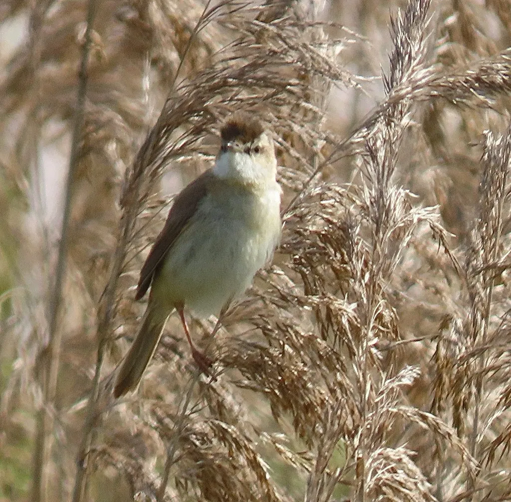 稻田苇莺(Acrocephalus agricola)