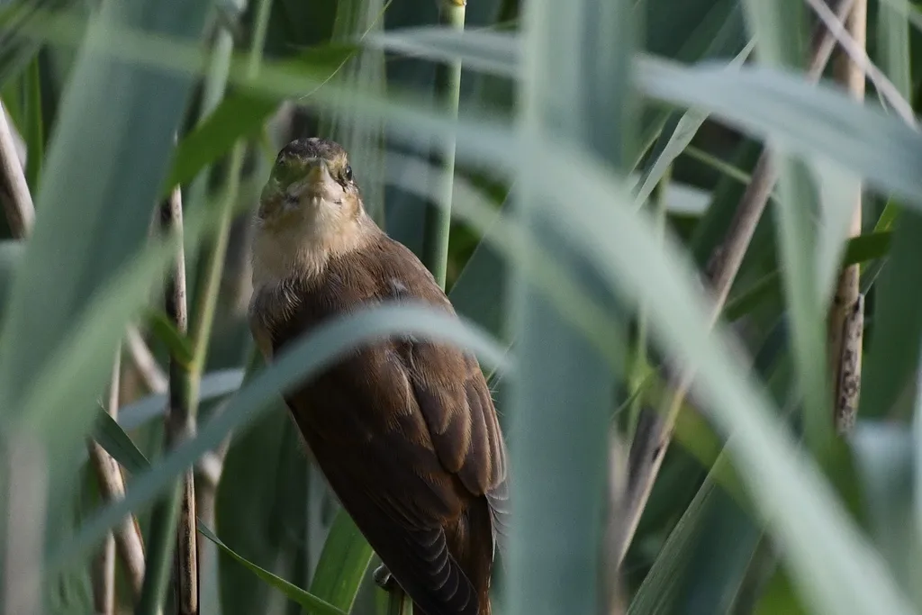大苇莺(Acrocephalus arundinaceus)