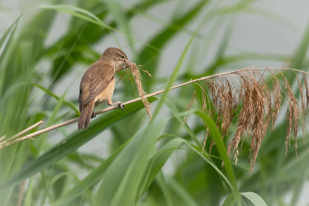 大苇莺(Acrocephalus arundinaceus)