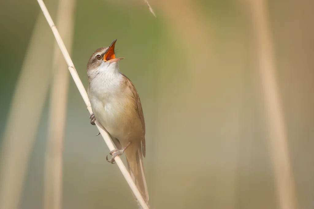 大苇莺(Acrocephalus arundinaceus)