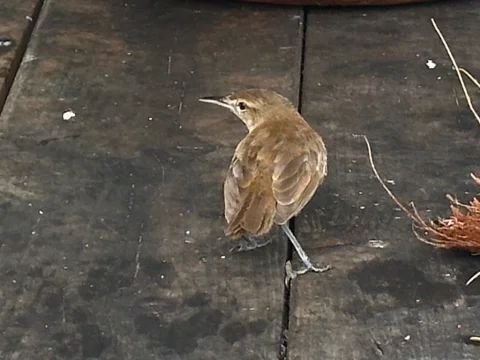 环礁苇莺