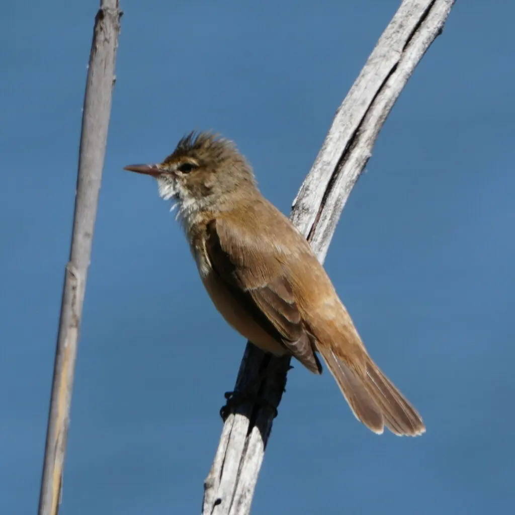 澳洲苇莺(Acrocephalus australis)