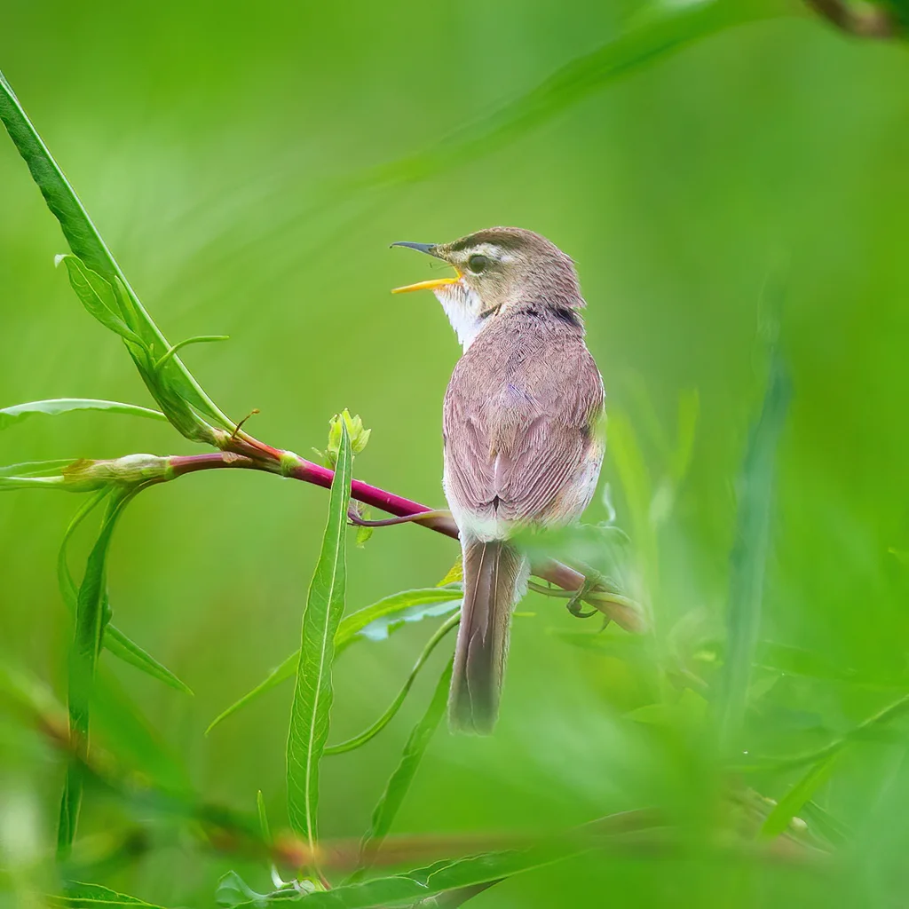 黑眉苇莺(Acrocephalus bistrigiceps)