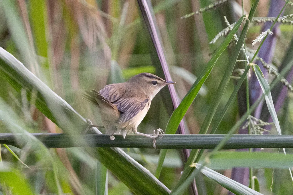 黑眉苇莺(Acrocephalus bistrigiceps)