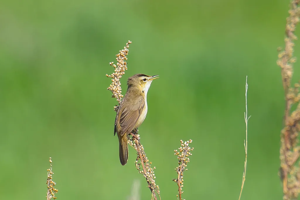 黑眉苇莺(Acrocephalus bistrigiceps)