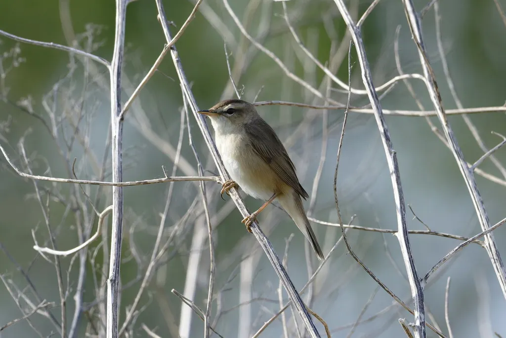 黑眉苇莺(Acrocephalus bistrigiceps)