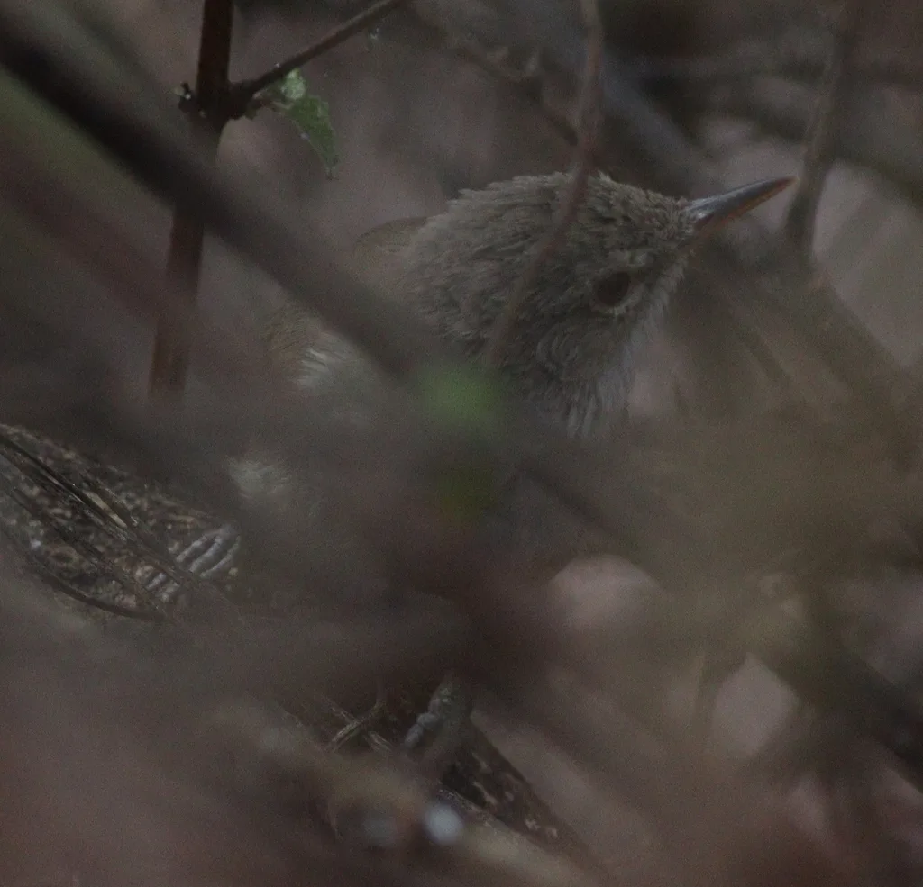 佛得角苇莺(Acrocephalus brevipennis)