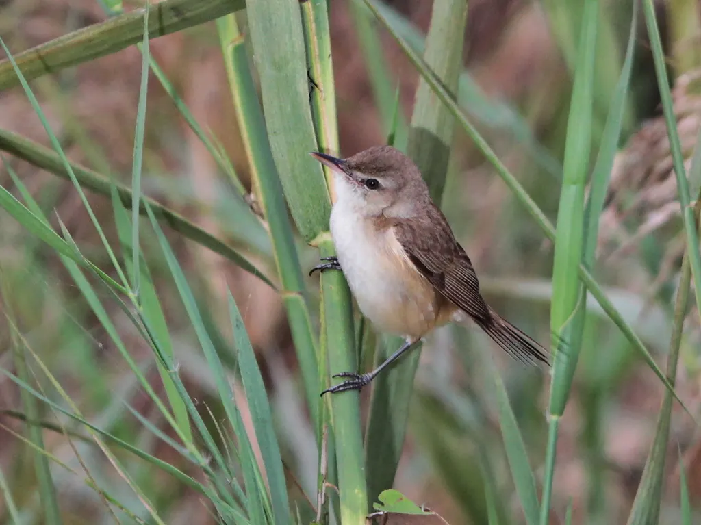 钝翅苇莺(Acrocephalus concinens)