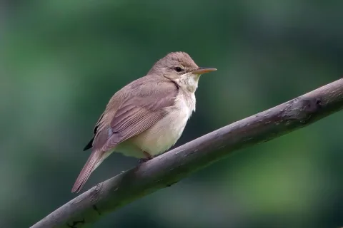 布氏苇莺