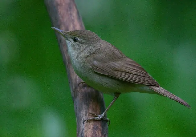 布氏苇莺(Acrocephalus dumetorum)
