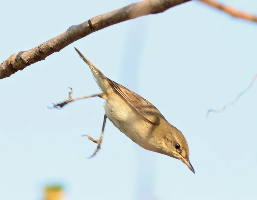 布氏苇莺(Acrocephalus dumetorum)