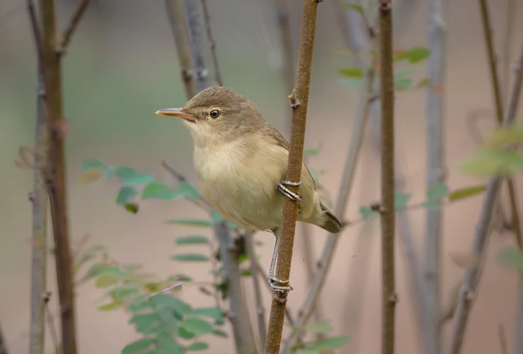 布氏苇莺(Acrocephalus dumetorum)