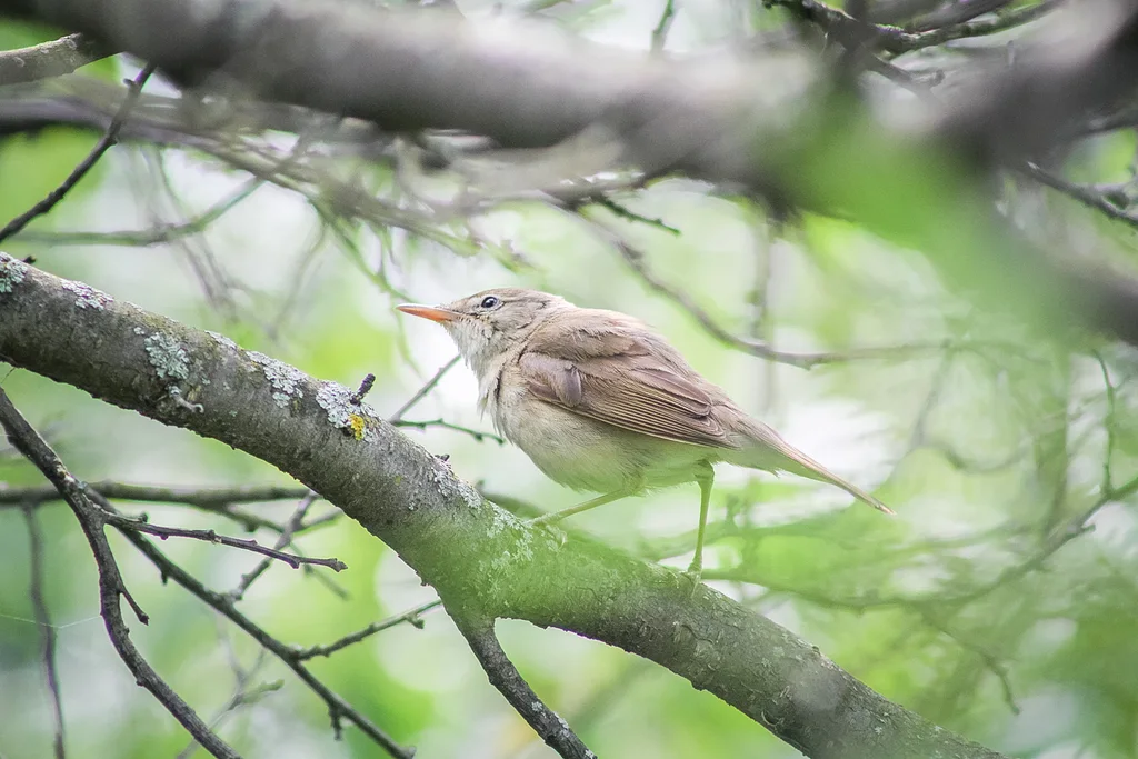 布氏苇莺(Acrocephalus dumetorum)