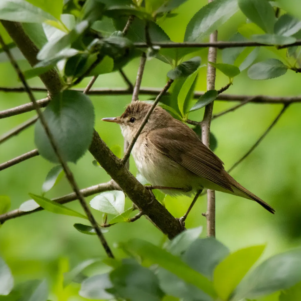 布氏苇莺(Acrocephalus dumetorum)