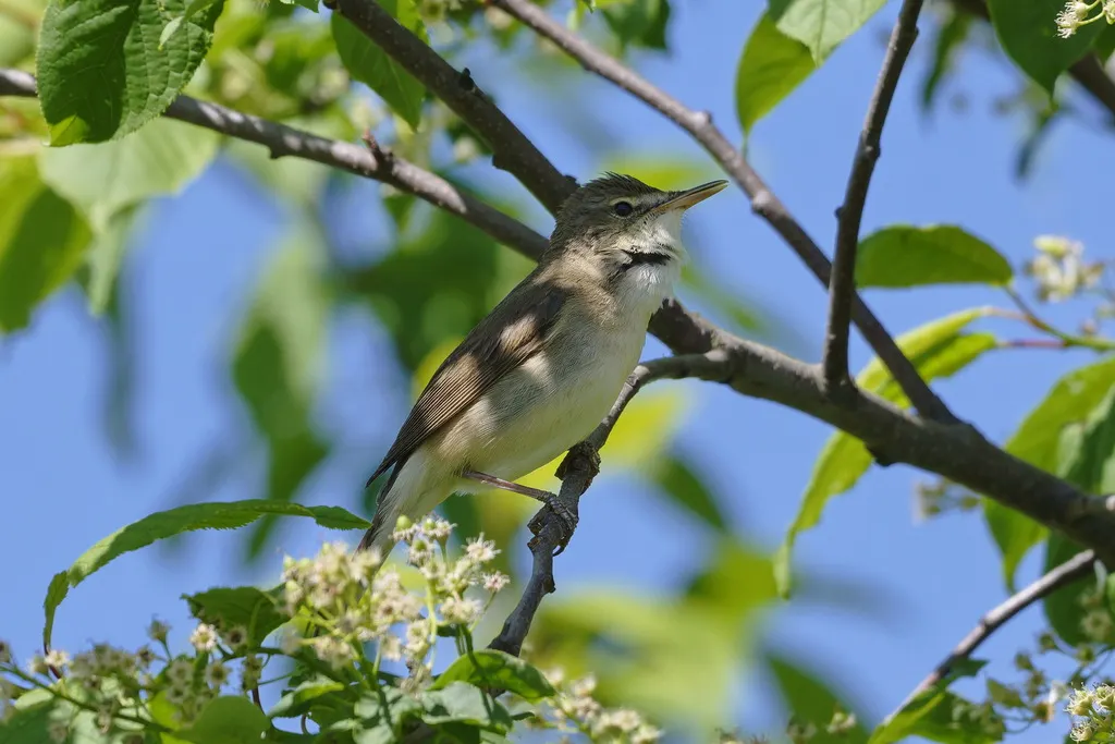 布氏苇莺(Acrocephalus dumetorum)