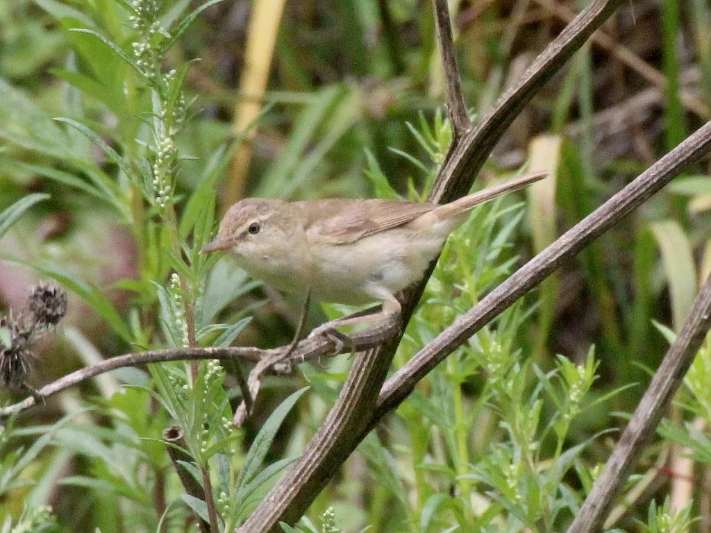 布氏苇莺(Acrocephalus dumetorum)