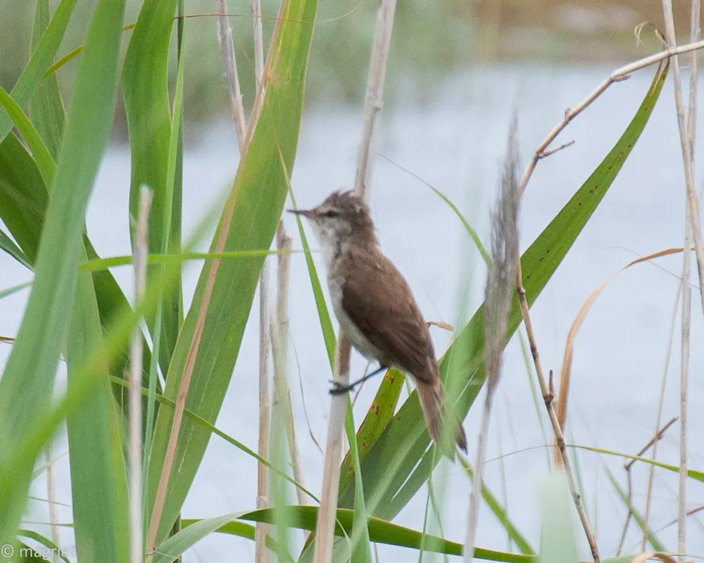 细嘴苇莺(Acrocephalus gracilirostris)
