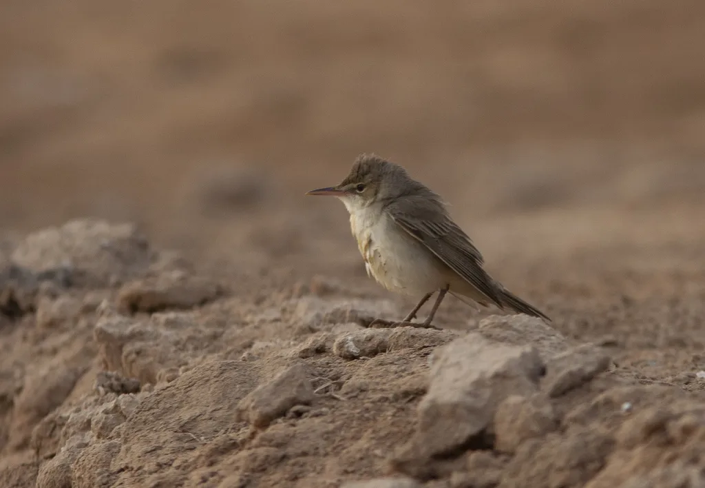 巴士拉苇莺(Acrocephalus griseldis)