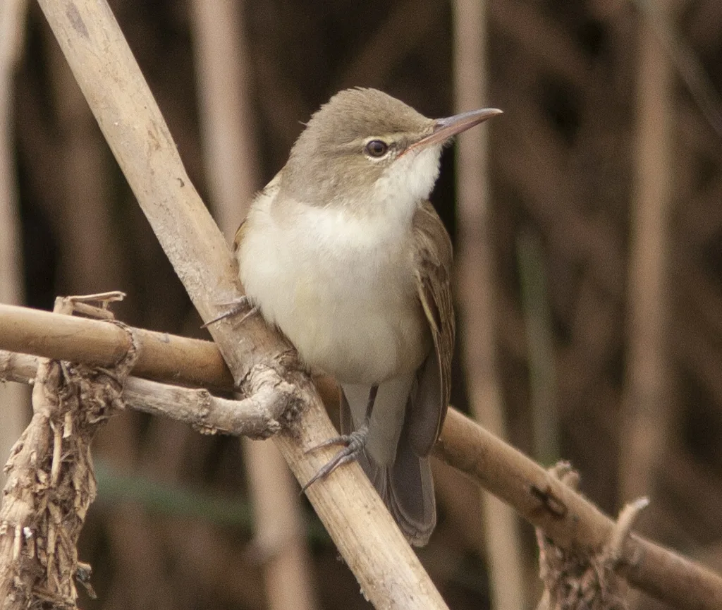 巴士拉苇莺(Acrocephalus griseldis)
