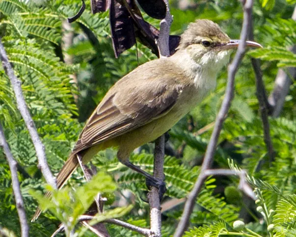 塞班苇莺(Acrocephalus hiwae)