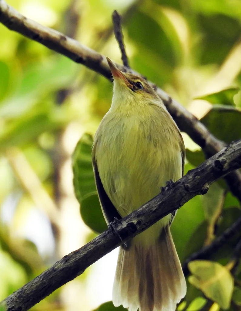 库岛苇莺(Acrocephalus kerearako)