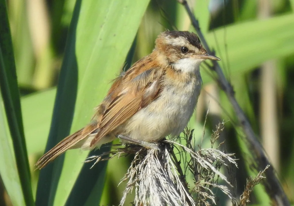 须苇莺(Acrocephalus melanopogon)