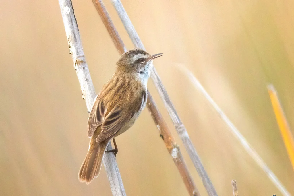 须苇莺(Acrocephalus melanopogon)