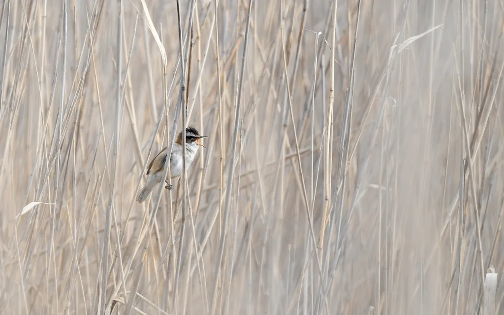 须苇莺(Acrocephalus melanopogon)