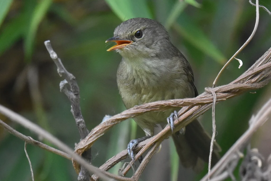 马岛沼泽苇莺(Acrocephalus newtoni)