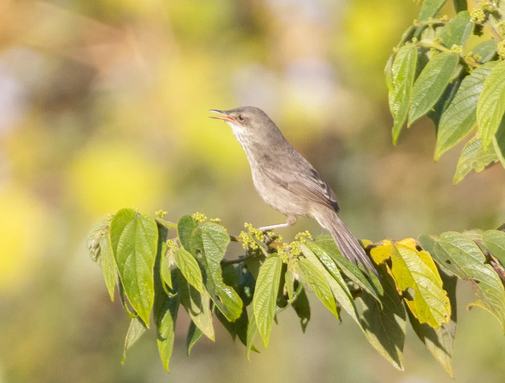 马岛沼泽苇莺(Acrocephalus newtoni)