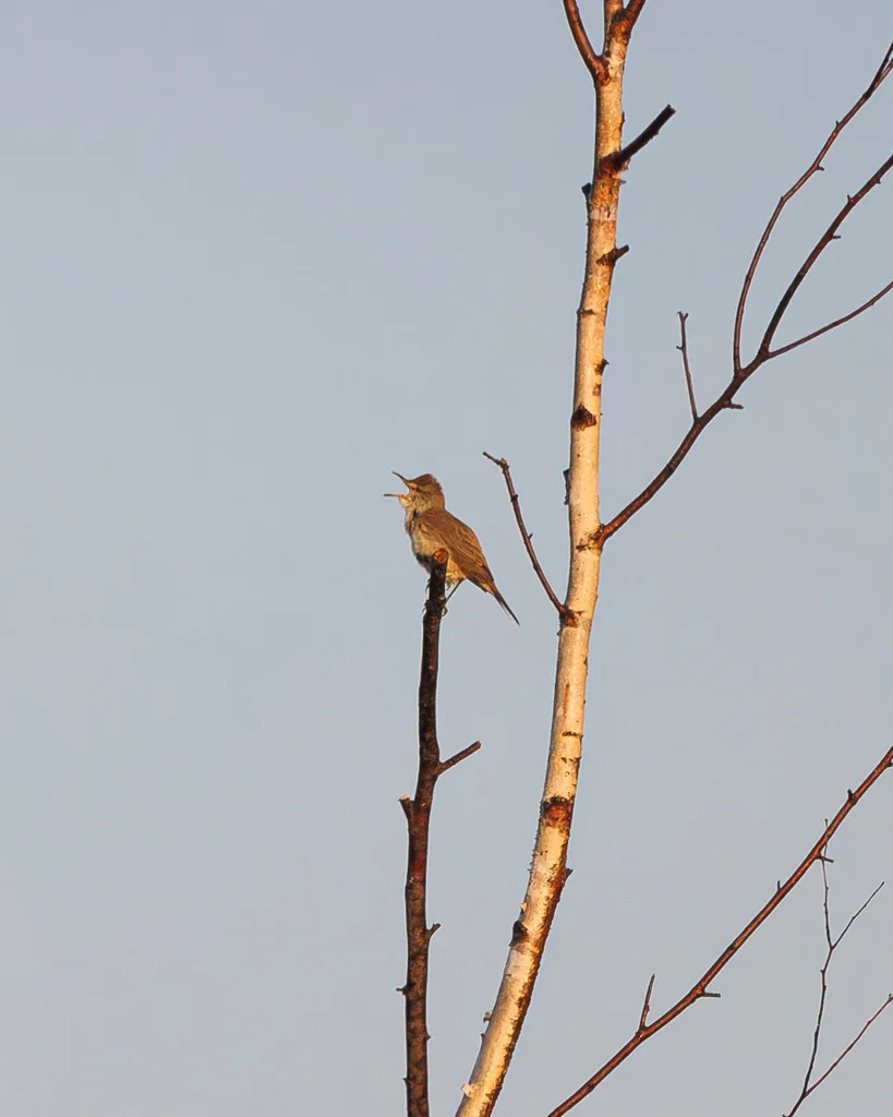 东方大苇莺(Acrocephalus orientalis)