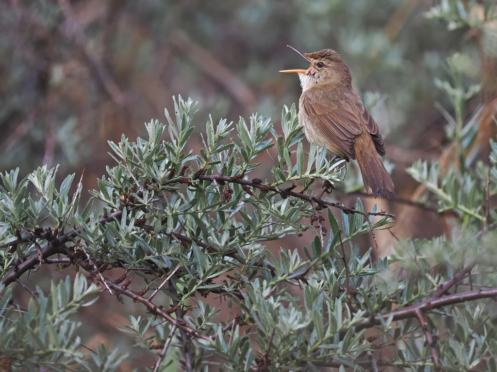 大嘴苇莺(Acrocephalus orinus)