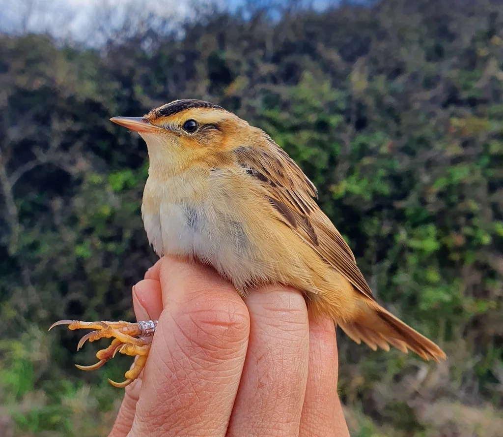 水栖苇莺(Acrocephalus paludicola)