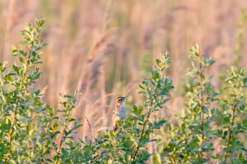 水栖苇莺(Acrocephalus paludicola)