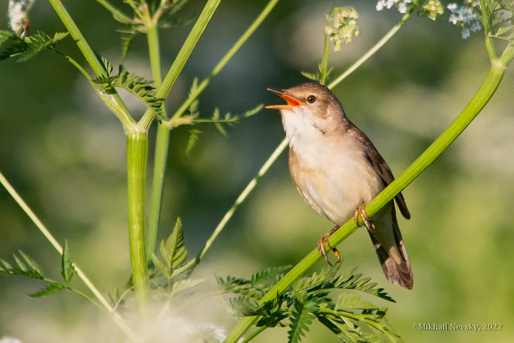 湿地苇莺(Acrocephalus palustris)