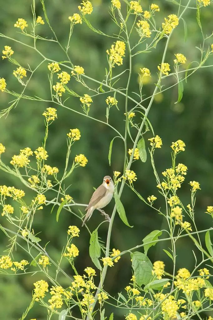 湿地苇莺(Acrocephalus palustris)