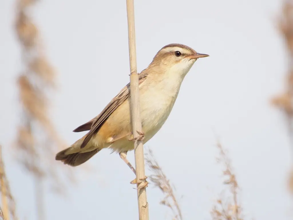 水蒲苇莺(Acrocephalus schoenobaenus)