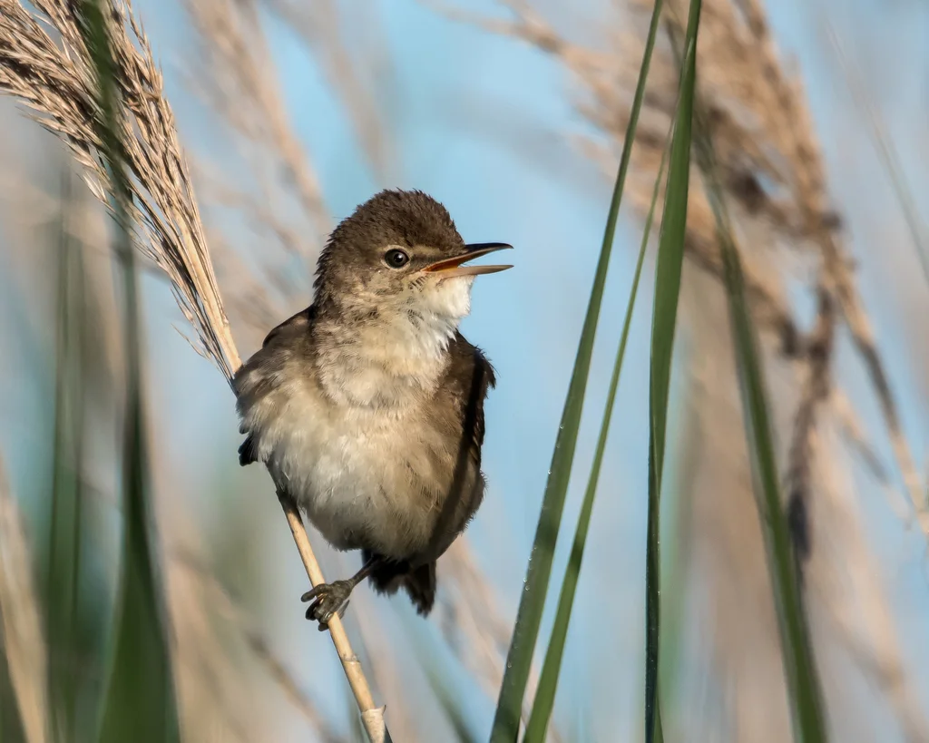 芦苇莺(Acrocephalus scirpaceus)