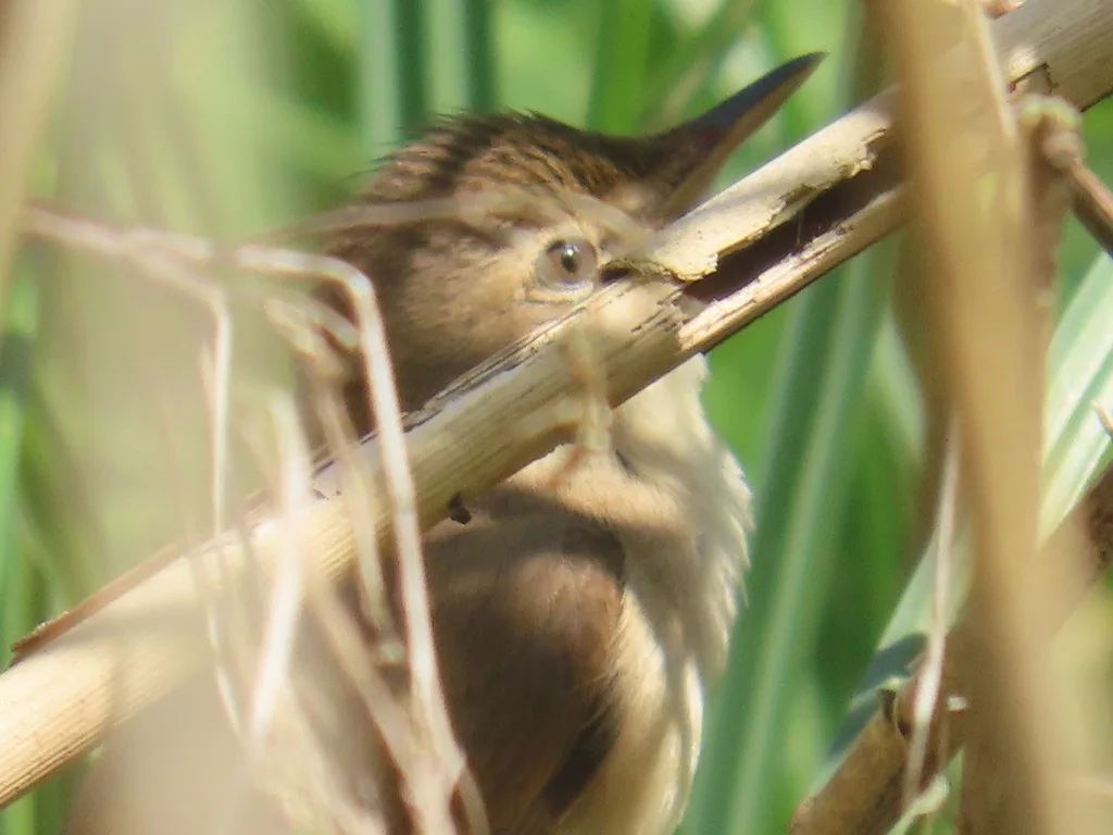 芦苇莺(Acrocephalus scirpaceus)