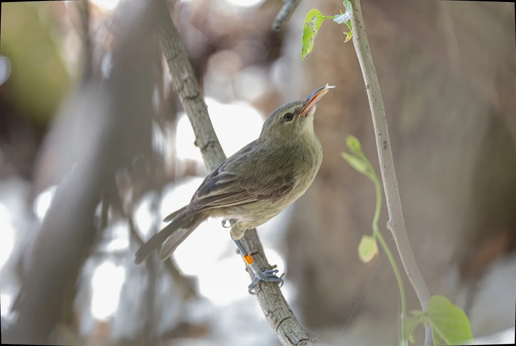 塞岛苇莺(Acrocephalus sechellensis)