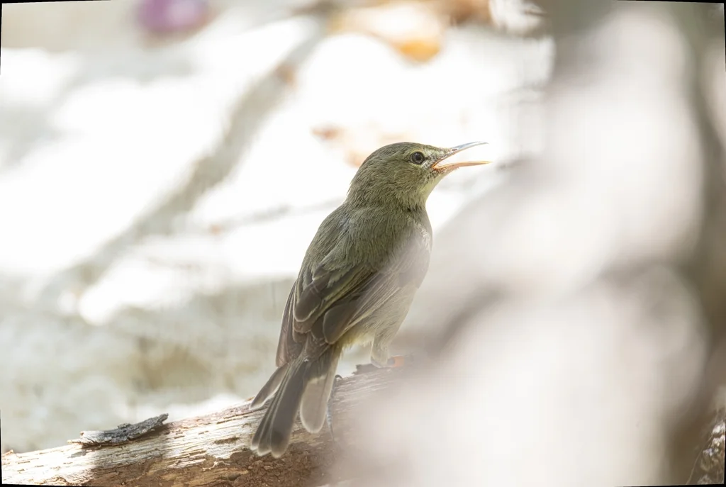塞岛苇莺(Acrocephalus sechellensis)