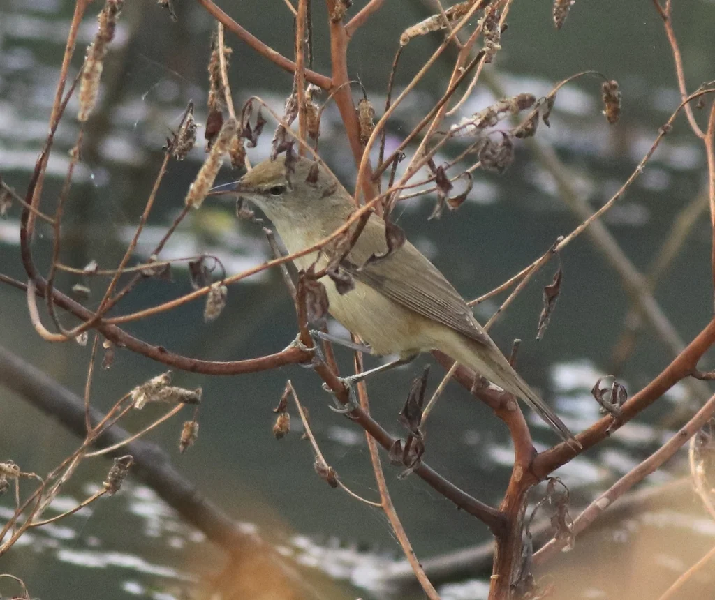 噪大苇莺(Acrocephalus stentoreus)