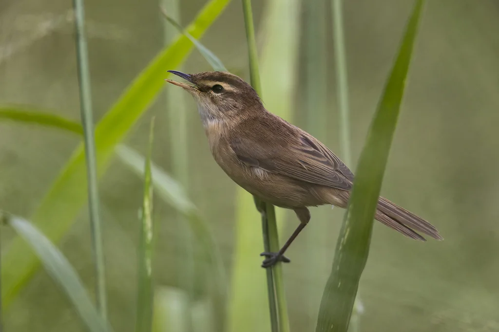 远东苇莺（Acrocephalus tangorum）