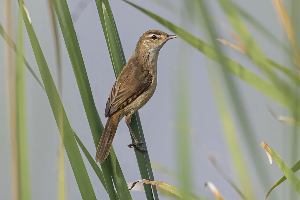 远东苇莺（Acrocephalus tangorum）
