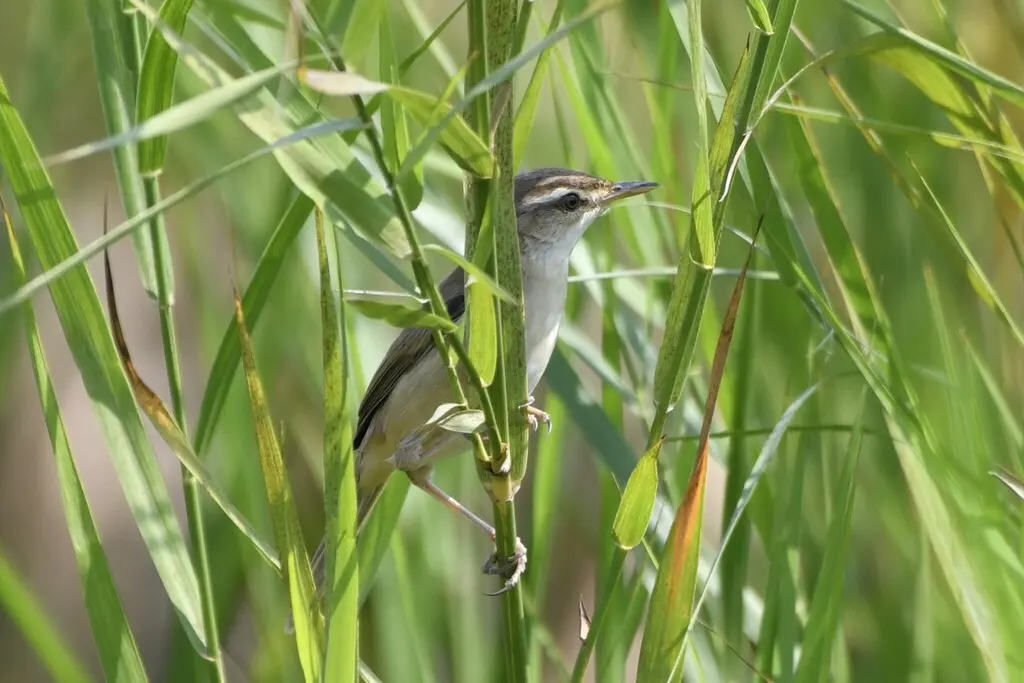 远东苇莺（Acrocephalus tangorum）