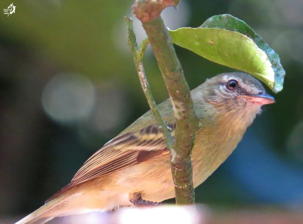 毛腿小霸鹟(Acrochordopus burmeisteri)